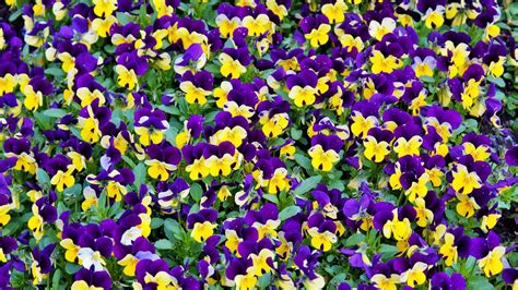 Yellow And Purple Flowers Wallpaper