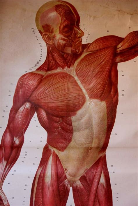 The cell is the basic unit of life. Vintage Anatomical Human Muscle Body Wall Chart. Male ...