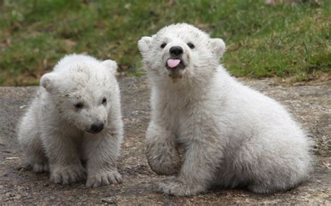 20 photos qui prouvent que les ours polaires peuvent être d adorables