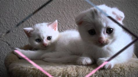 White Dreams Of Scottish Fold Cats Youtube