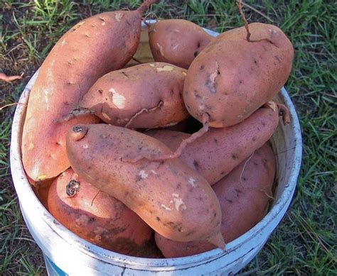 Sweet Potato Ipomoea Batatas Hernandez In The Sweet Potatoes