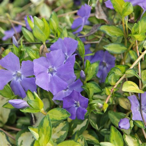 Vinca Minor Illumination Plants Biennial Plants Vinca Minor