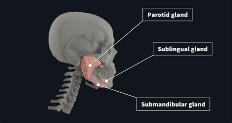 Parotid Gland Anatomy