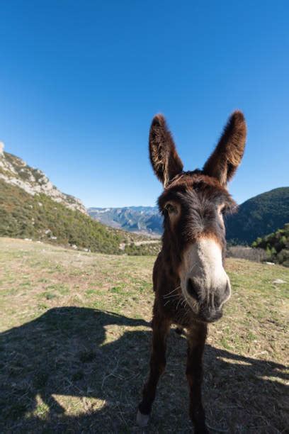 Catalan Donkey Stock Photos Pictures And Royalty Free Images Istock