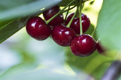 Red Organic Cherries On A Branch Of Cherry Treebranch Macroripe Cherries On A Branch Stock