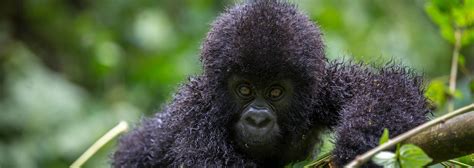 Uganda Safaris Adventure Travel And Vacations Standard Gorilla Safaris