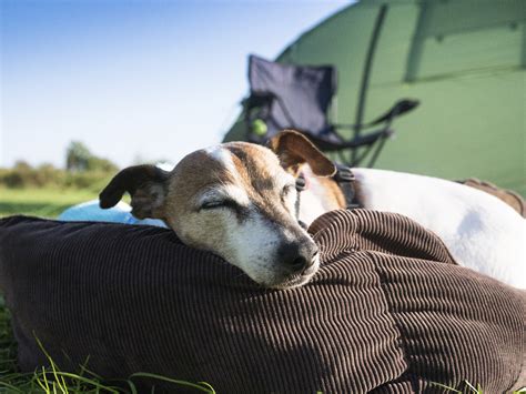 Jack Russell dog out camping - Beverly Hills Veterinary Associates, Beverly Hills, MI | Beverly 