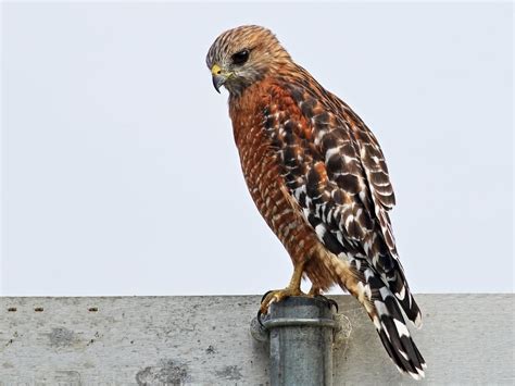 Red Shouldered Hawk Photos And Videos All About Birds Cornell Lab Of