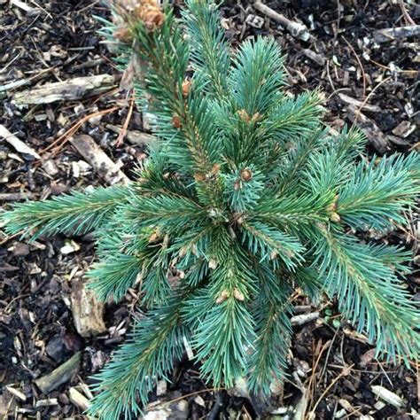 New growth emerges with teal blue needles and striking purple cones. Picea engelmannii 'Compacta' - Herman Geers