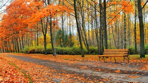 Autumn Fall Landscape Nature Tree Forest Leaf Leaves Path Trail Bench Wallpapers Hd