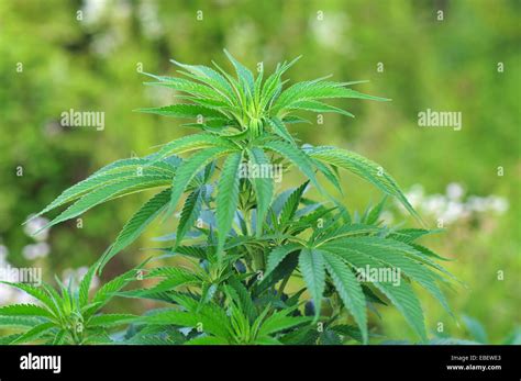 Cannabis Plant Pot Hi Res Stock Photography And Images Alamy