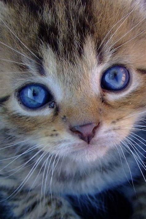 Pretty Blue Eyes Cute Cats Cute Animals Cute Cat 