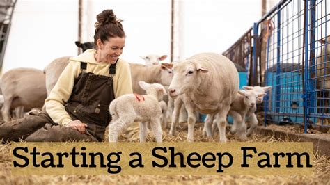 How do you start cattle ranch? How We Started Our Sheep Farm FROM SCRATCH!! (& Tips For ...