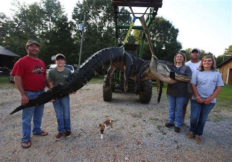 1000 Pound Alligator Animals