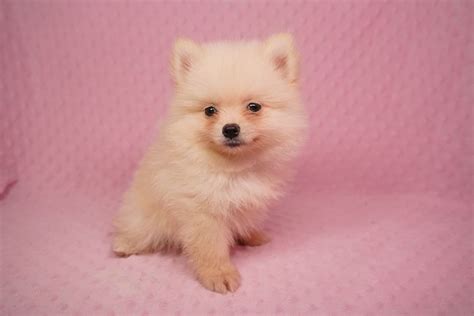 Will shoot you with the look of love! Pomeranian Puppies For Sale | North Carolina Central ...