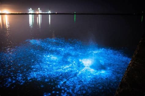 Where You Can See Glowing Plankton In Wales Right Now Wales Online