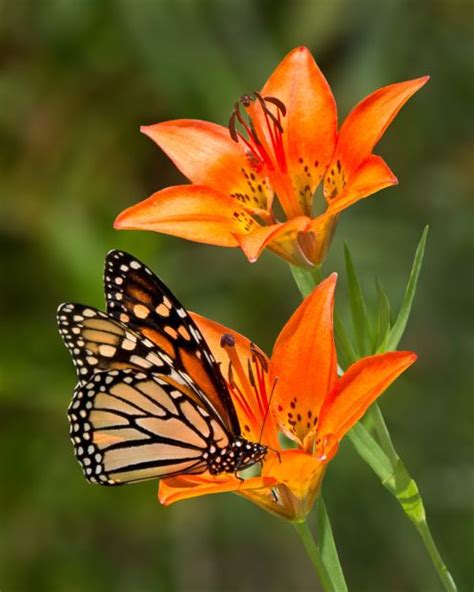 Pin By Patricia Pettibone On BUTTERFLIES AND MOTHS Tiger Lily Day