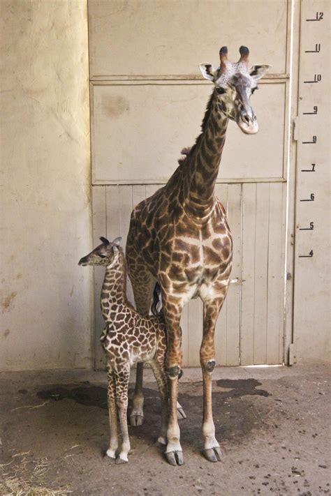 Baby Giraffe Gets A Little Boost From Keepers Zooborns