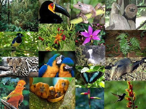 23 Selva Húmeda Y Tropical Aprendamos Biologia