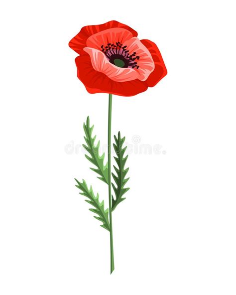 Poppy Flower Watercolor Hand Drawn Poppy Isolated Botanical Symbol Of