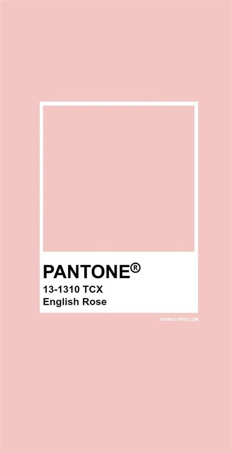 Pantone English Rose Pantone Color Pantone Pantone Colour