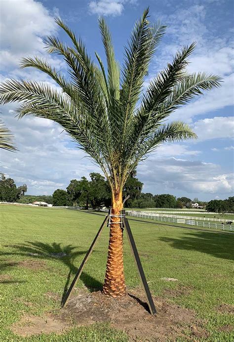 Sylvester Palm Iguana Palms Wholesale Cold Hardy Palms