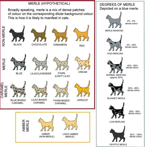 Understanding how is challenging because many genes are involved. Guide to Merle Cat Coat Patterns and Colors | Meow Barkers