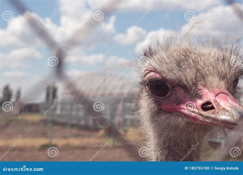 Ostriches Behind Bars Ostrich Farm Stock Photo Image Of Industrial