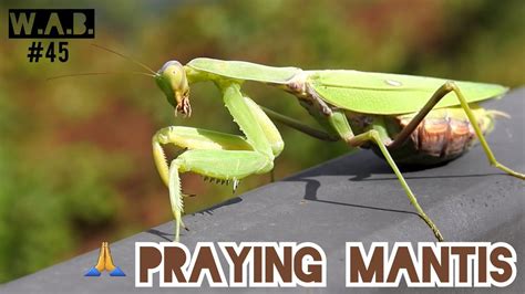 Pregnant Praying Mantis Batumi Raptor Count Georgia Wild Animal