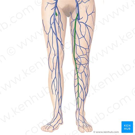 Artérias e nervos dos membros inferiores Anatomia Kenhub