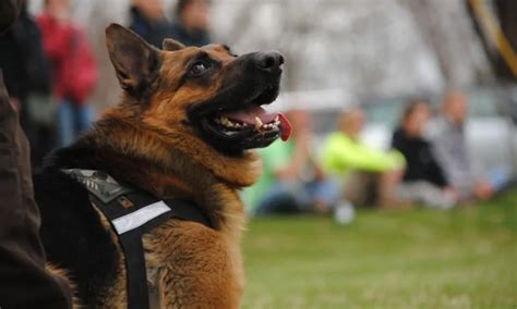 Police K9 Dog Handler Courses K9 Handler School Training