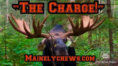 Maine Moose Hunting Calling The Charge Youtube