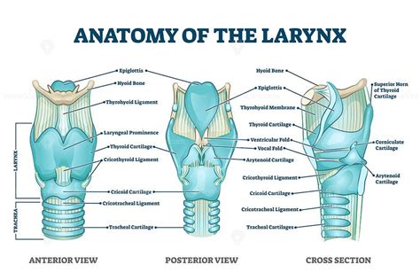 Larynx Anatomy With Labeled Structure Scheme And Educational Medical