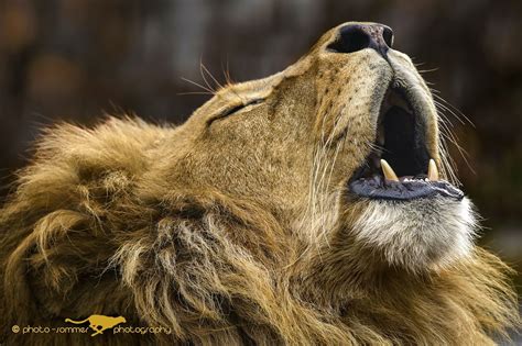howling lion | Lion, Lions photos, Animals