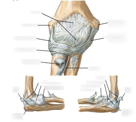 Elbow Ligaments Diagram Quizlet