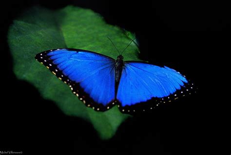 5 Facts About The Incredible Blue Morpho Butterfly Blue Morpho