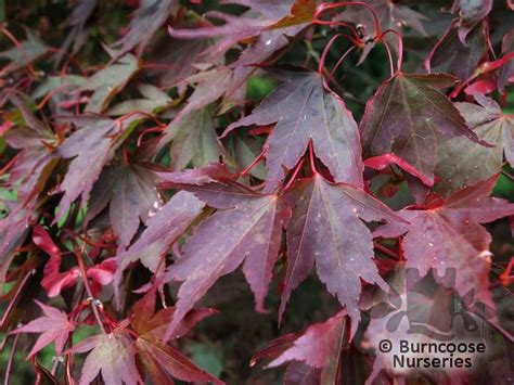 Plants pick up the disease via their root system, where the infection quickly spreads from root to. Acer Palmatum 'Atropurpureum' from Burncoose Nurseries