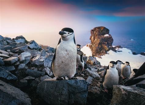 Wallpaper Id 47794 Penguins Birds Animals Hd Free Download