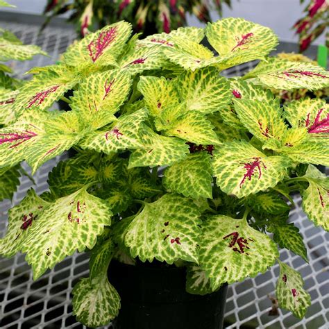 Explore the compound annual growth rate (cagr) with our simple guide. Coleus TERRA NOVA® 'Lumen' | TERRA NOVA® Nurseries, Inc.