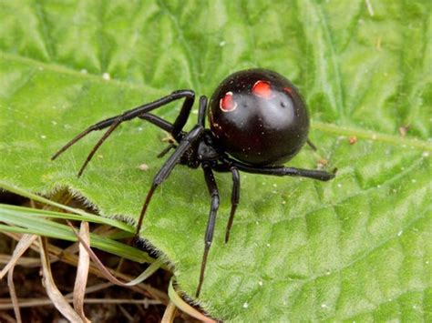 The Black Widow Spider—the Cold Hard Facts Owlcation