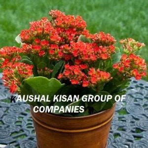 Green Rose Plants Get Latest Price Mandi Rates From Dealers