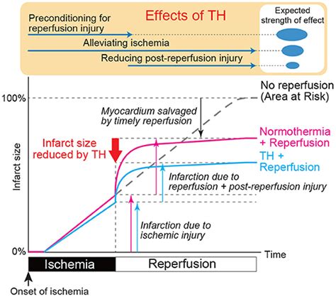 Frontiers Effects Of Therapeutic Hypothermia On Normal And Ischemic Heart