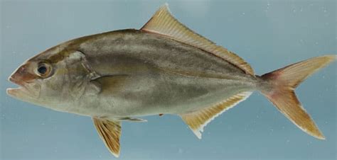 Fish Rules Amberjack Lesser In Fl Atlantic State Waters
