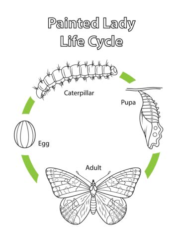 There is a large upsurge in color books especially for adults within the last few 6 or 7 years. Life Cycle of a Painted Lady Butterfly coloring page ...