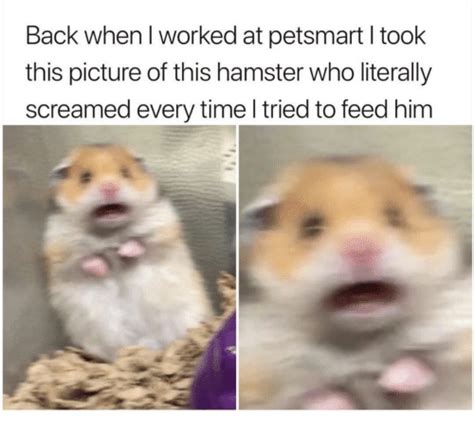 Back When I Worked At Petsmart I Took This Picture Of This Hamster Who Literally Screamed Every