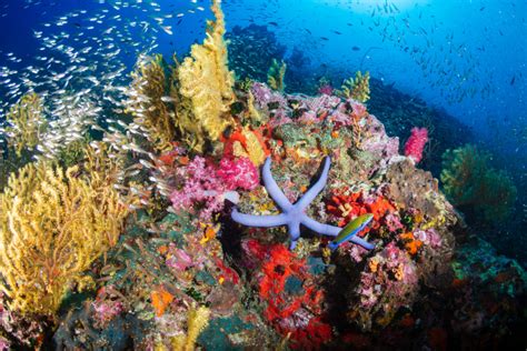 Tropical Fish Swimming Around A Healthy Colorful Coral Reef The