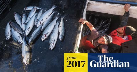 Thousands Of Atlantic Salmon Escape From Fish Farm Into Pacific