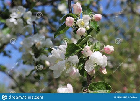 Apple Trees Bloom With White And Gently Pink Flowers On A