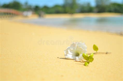 Flower On Beach With White Sand Stock Image Image Of Beauty