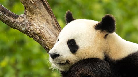 Giant Pandas Are No Longer Considered Endangered Mental Floss